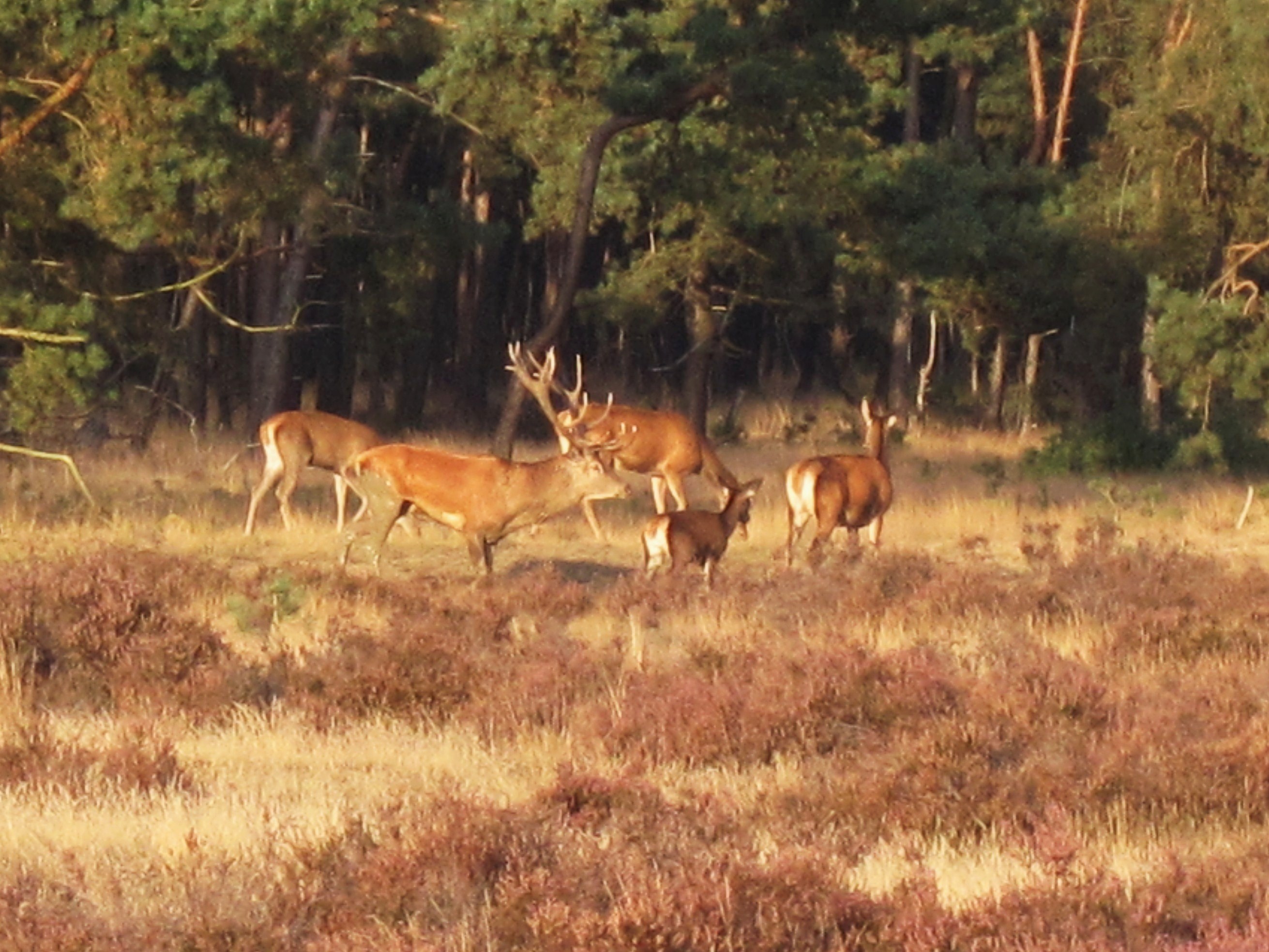 Ede, Netherlands