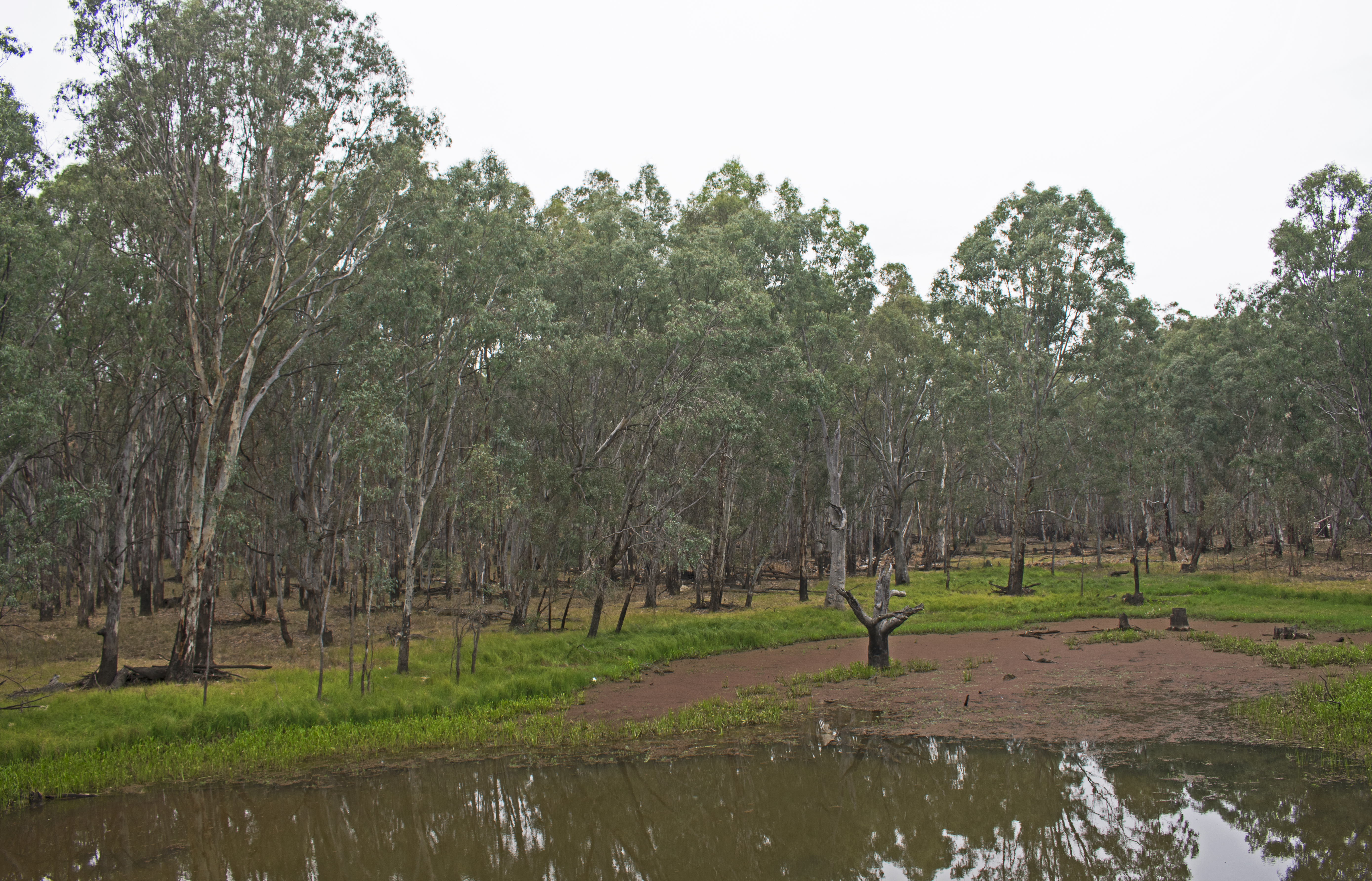 Warby-Ovens National Park