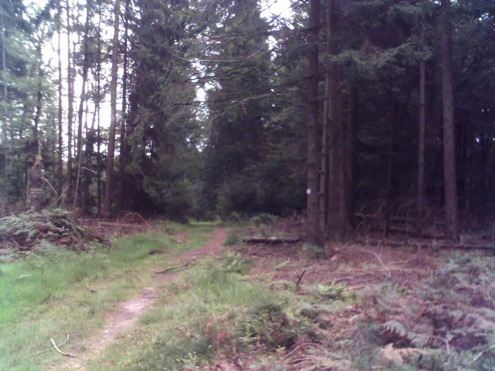 Steigkoppe