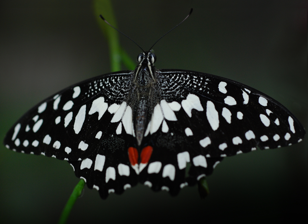 Jumalon Museum, Butterfly Sanctuary and Art Gallery