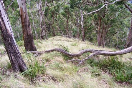 Mount Royal National Park