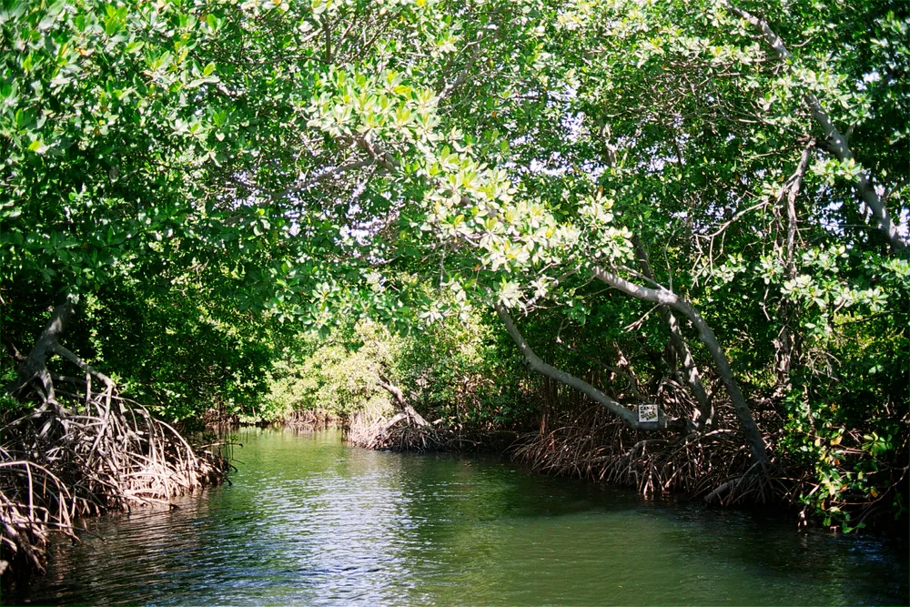 Laguna de La Restinga National Park, Venezuela