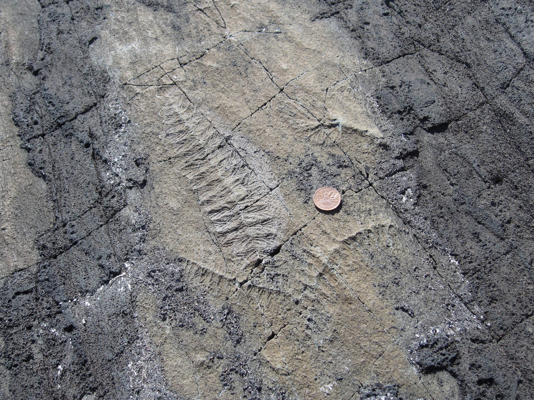 Mistaken Point Ecological Reserve