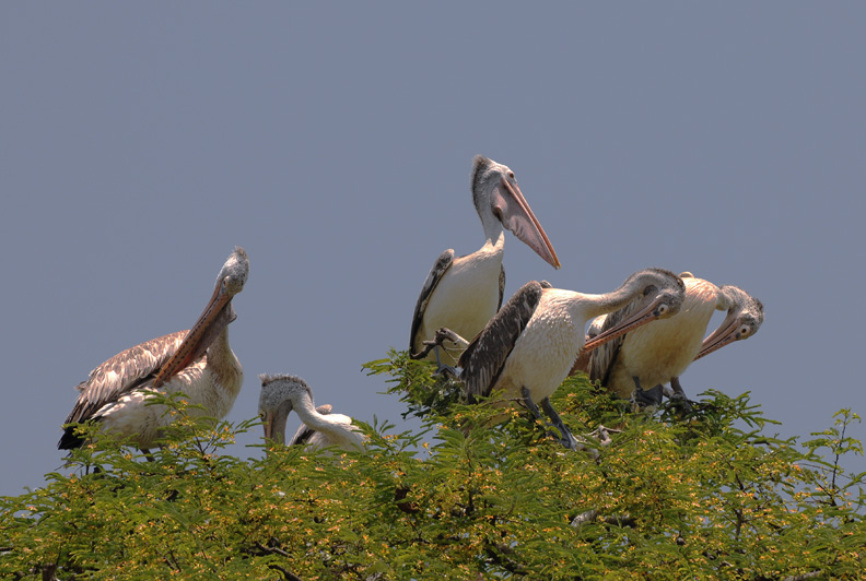Kokrebellur, India
