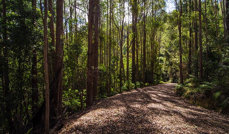 Cottan-Bimbang National Park, Australia