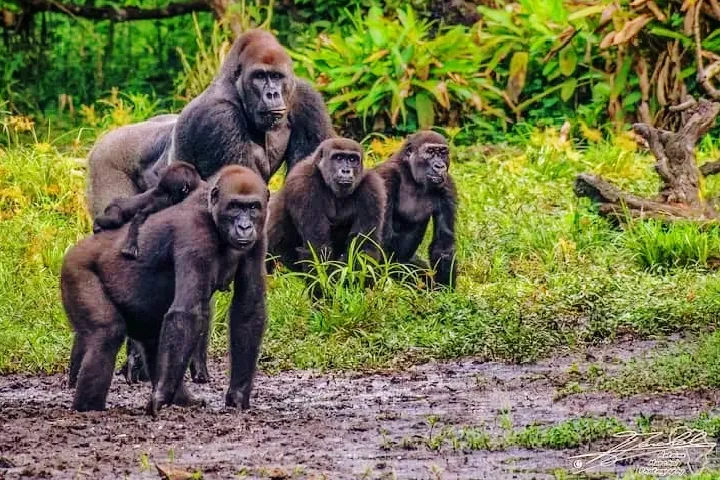 Odzala National Park, Republic of the Congo