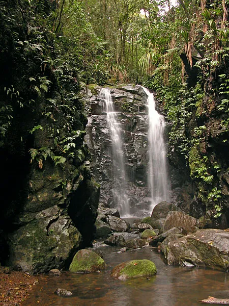Gondwana Rainforests of Australia, Australia