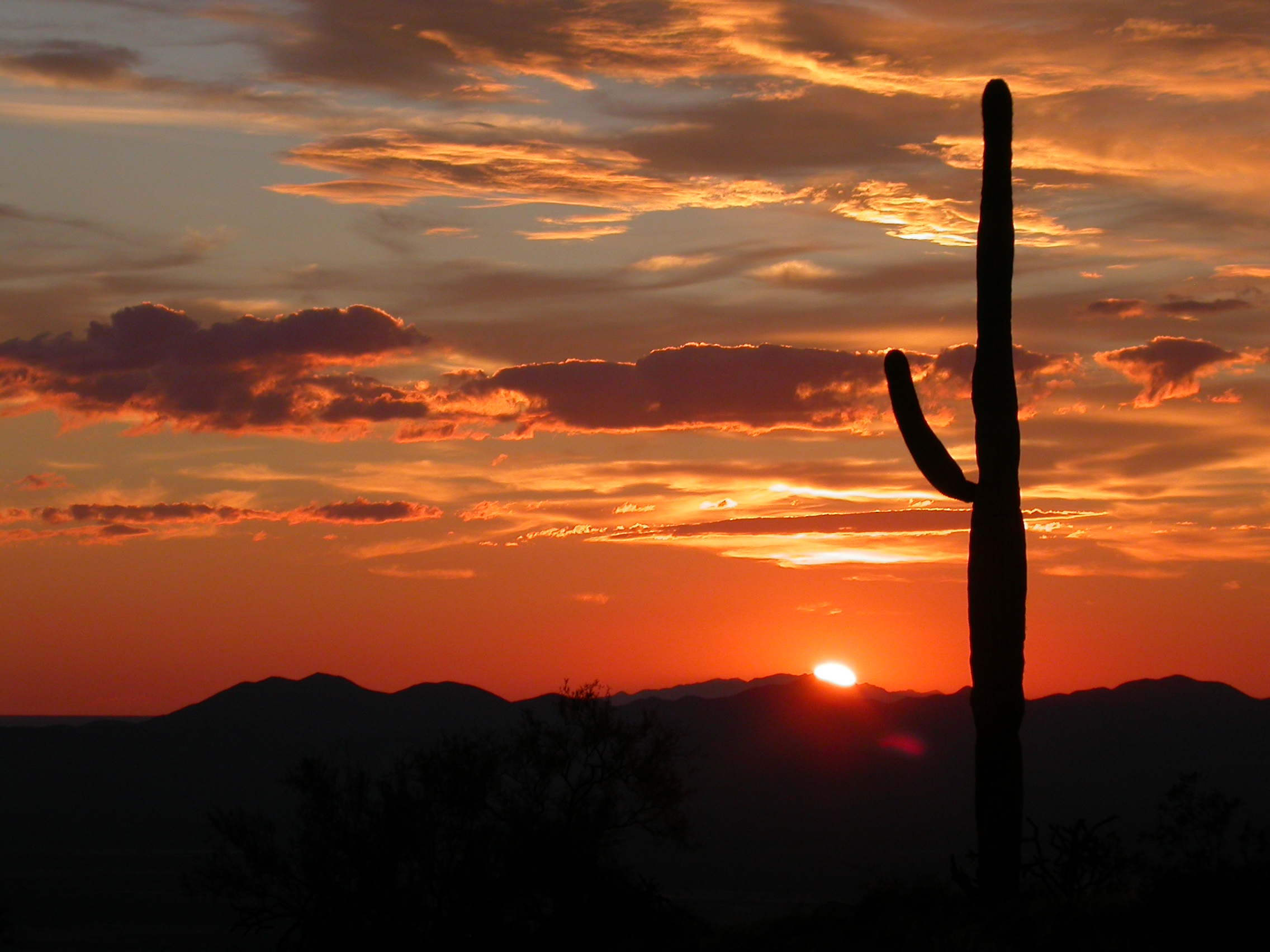 Saguaro National Park, United States