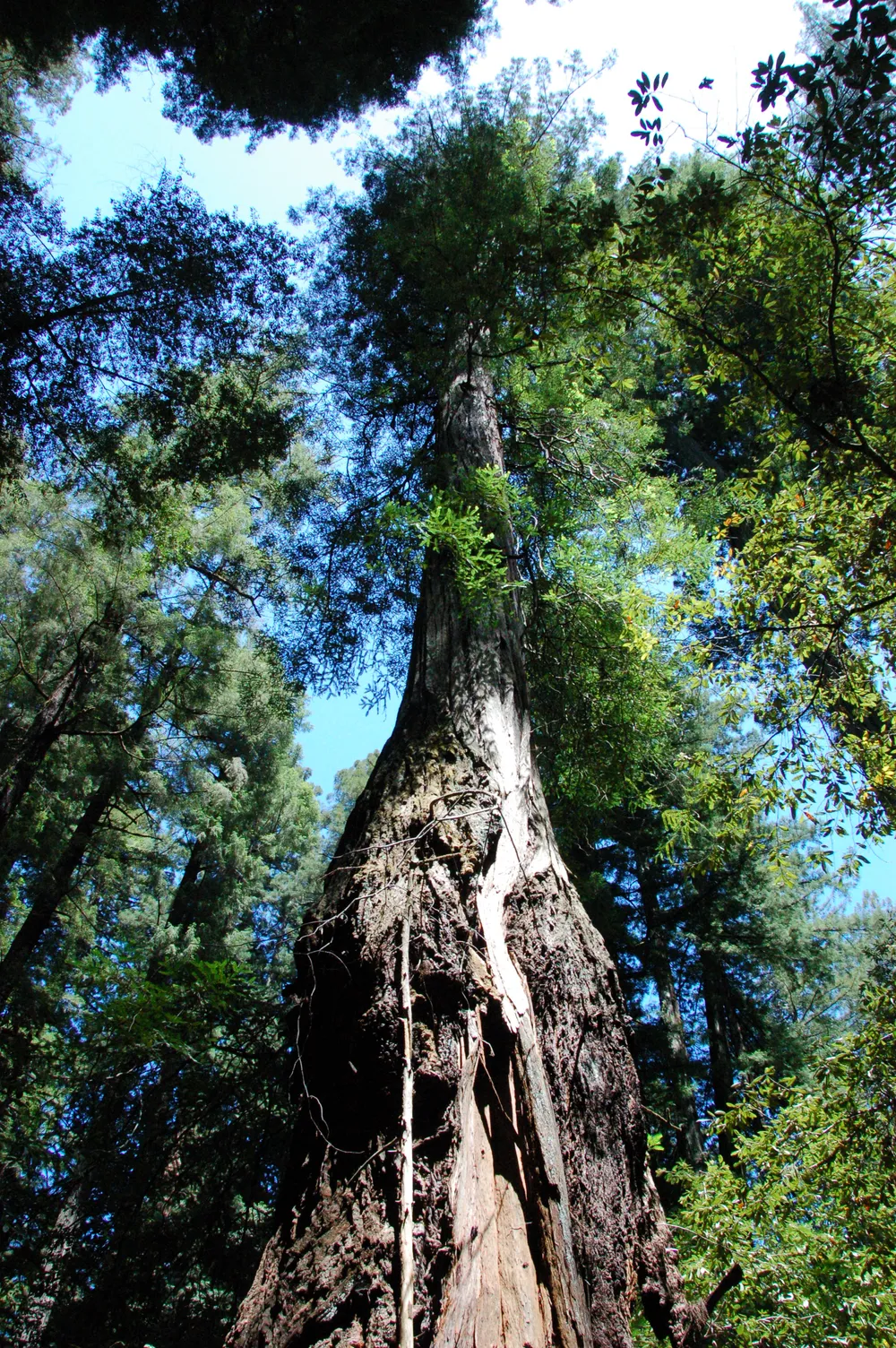 Armstrong Redwoods State Natural Reserve, United States
