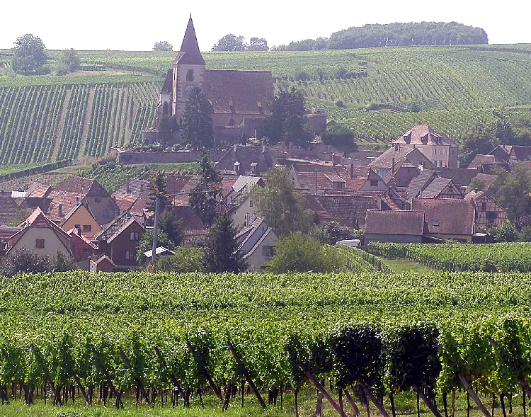 Alsatian Vineyard Route