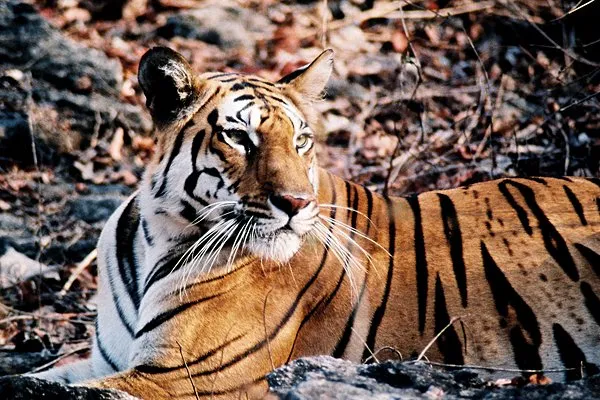 Pench National Park, India
