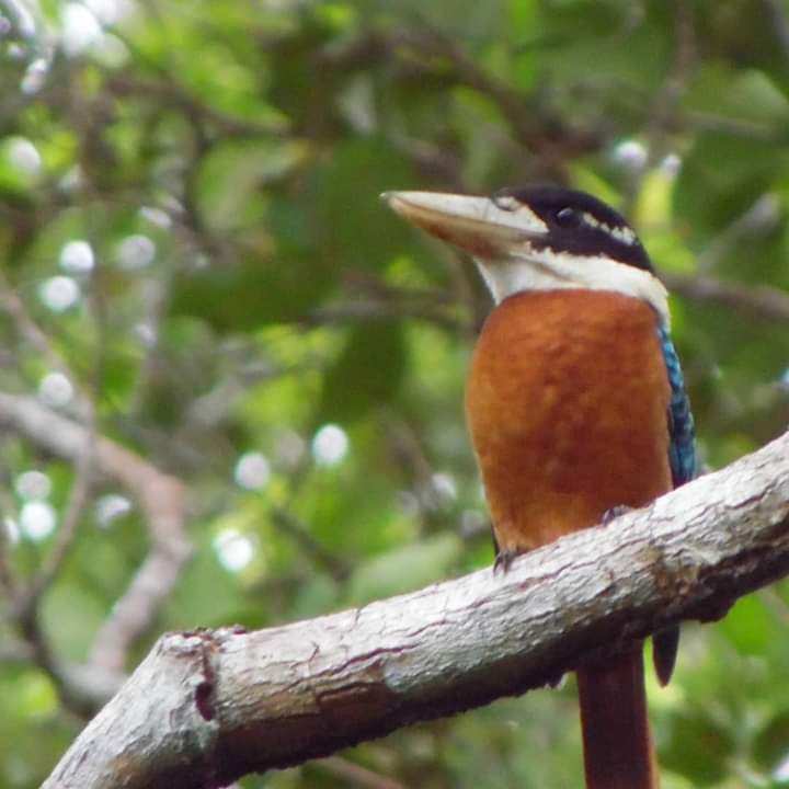 Wasur National Park, Indonesia