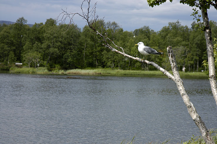 Prestvannet