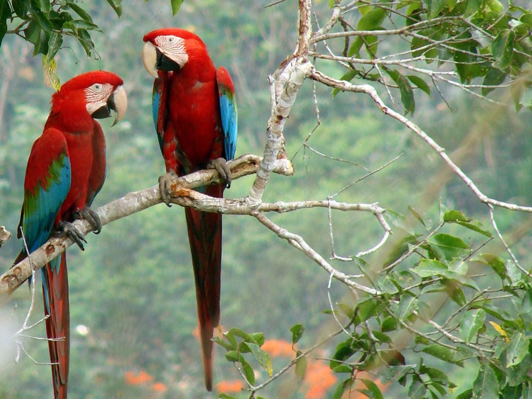 Madidi National Park and Integrated Management Natural Area, Bolivia