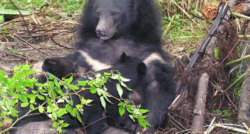 Formosan black bear like the one found in Hualien