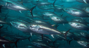 200kg Tuna Set For Auction Block in Yilan
