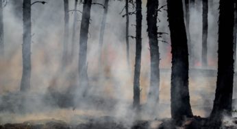 Three Billion Animals Affected By Aussie Bushfires: Report