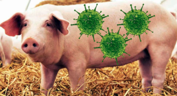 New Swine Flu Strain In China A Worldwide Health Concern