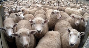 When 800 Sheep Nearly Caused A War Between India & China