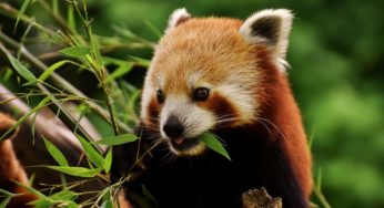 Critically Endangered Red Pandas Born In Erie Zoo