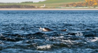 Japan’s Annual Dolphin Hunt Underway In Taiji