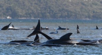 More Pilot Whales Beached In Australia; Hundreds Now Dead