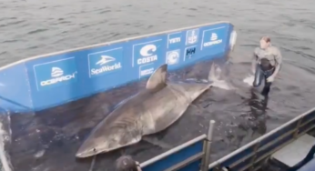 Huge Great White Shark Tagged In Atlantic Ocean