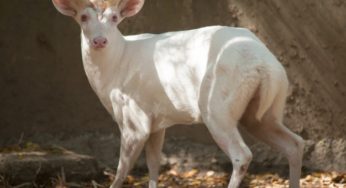 Two Dead At Thailand Zoo In Murder Linked To Albino Deer Disappearance