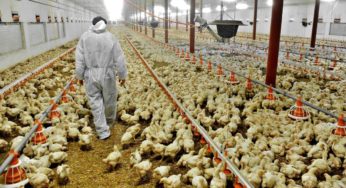 330,000 Chickens To Die After Avian Flu Confirmed In Japan