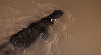 Platypus Habitat In Australia Shrinks By Almost 25% in 30 Years