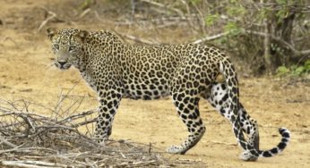 Leopard Attacks Camel Herder In Taiwan Ally, Somaliland