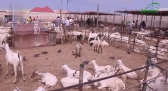 Bosaso Livestock Traders Call For Rethink On Puntland Dollar Policy