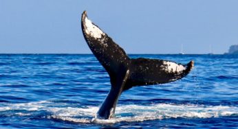 Japan’s Whaling Limit For Season Set At 383 – All Species “Abundant”