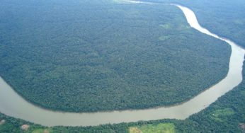 Facebook Knowingly Facilitates Illegal Sales Of Amazon Rainforest