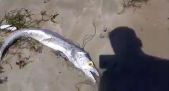 Dead Fish Wash Up On Beach In Southern Somalia, Toxic Dump Feared