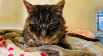 UK Cat Missing For 20 Years Comes Home To Die