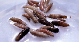 flesh-eating screwworm parasite